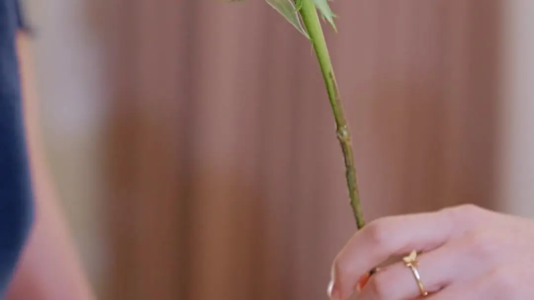 Giấc Mộng Hào Môn: Bông hồng đỏ và vết băng dán hình mèo