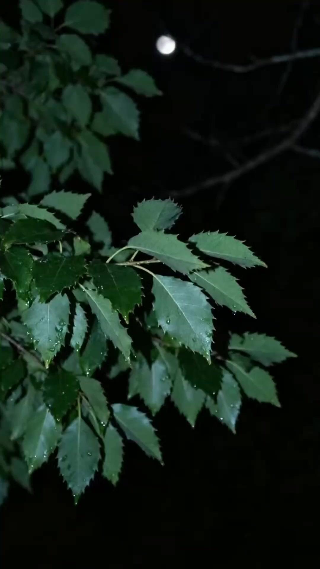 (Dublajlı)Asker Yerine İmparatoriçe