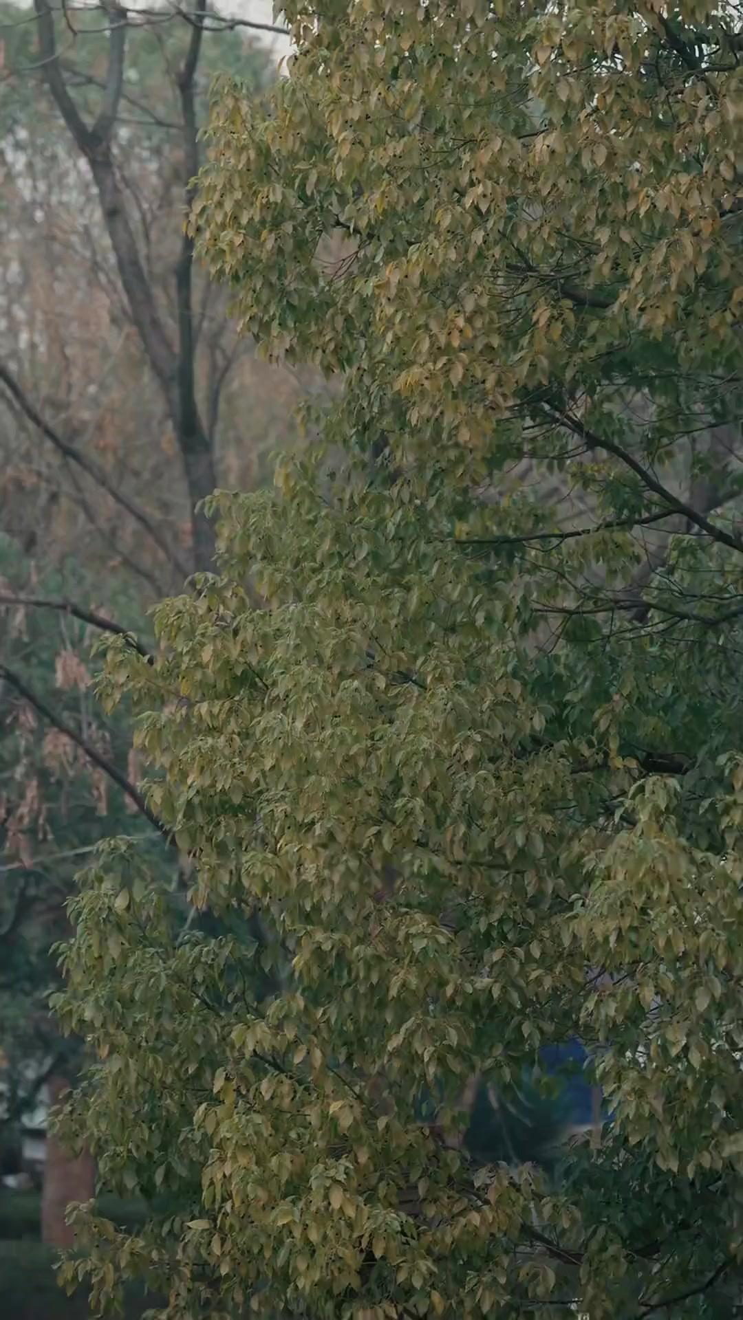 Yang Dilihat, Yang Dikasihi