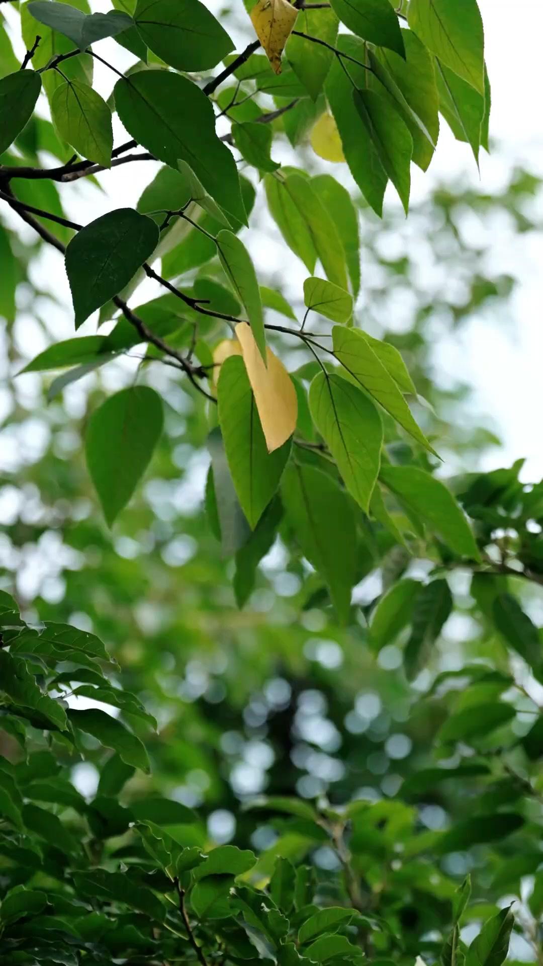 The Mob Boss's Lost Family Found!