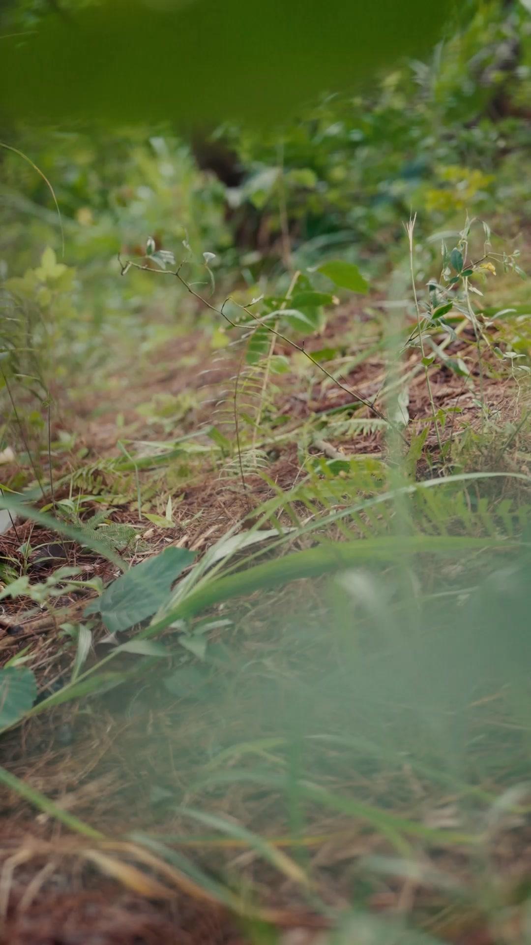  Malapetaka Lipan Raksasa