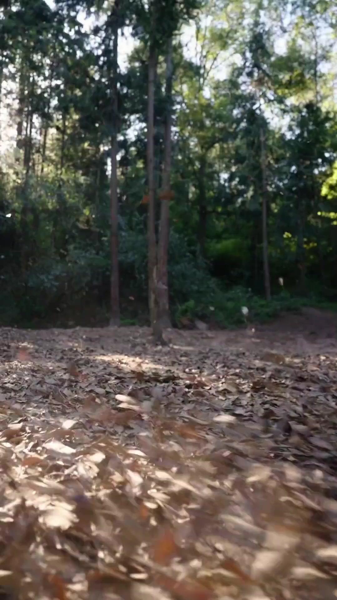 師祖再臨 ～一万年後の世界で無双する～