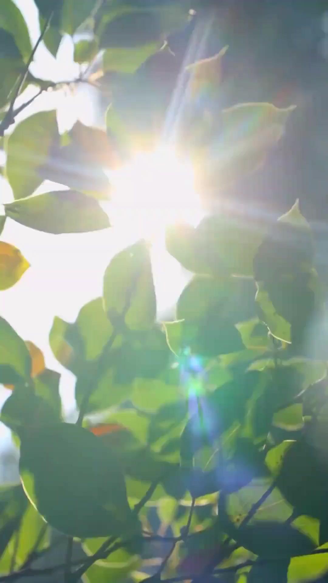 (Dubbed)Sleeping with My Savior