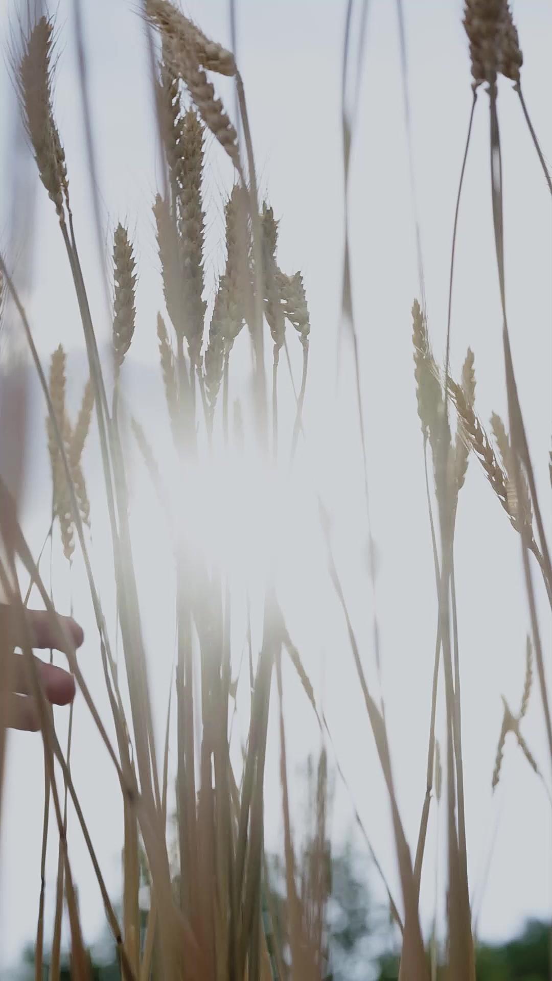 Küllerle Gelen Hesap