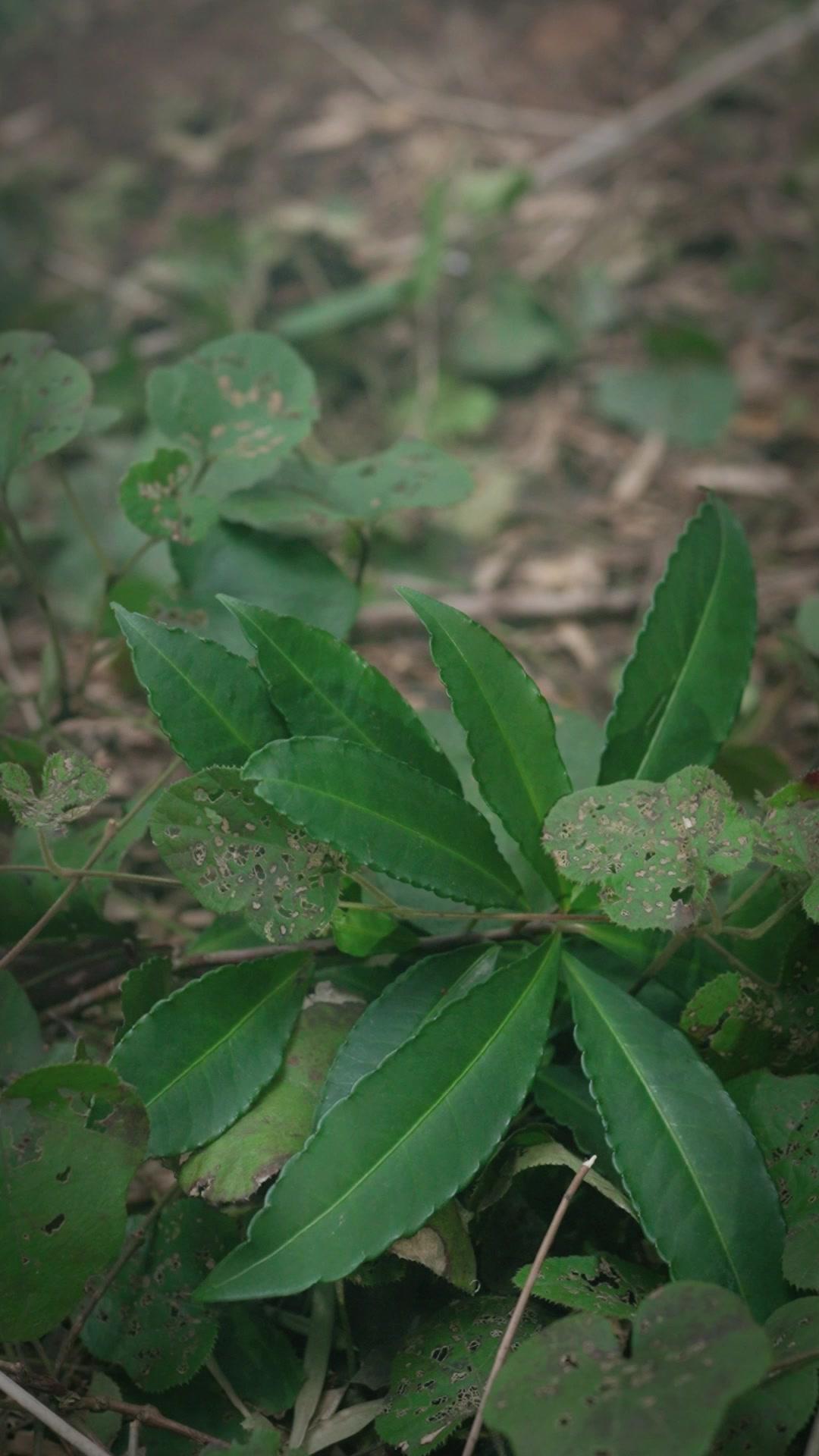 Wanita Desa itu Seorang Ratu 