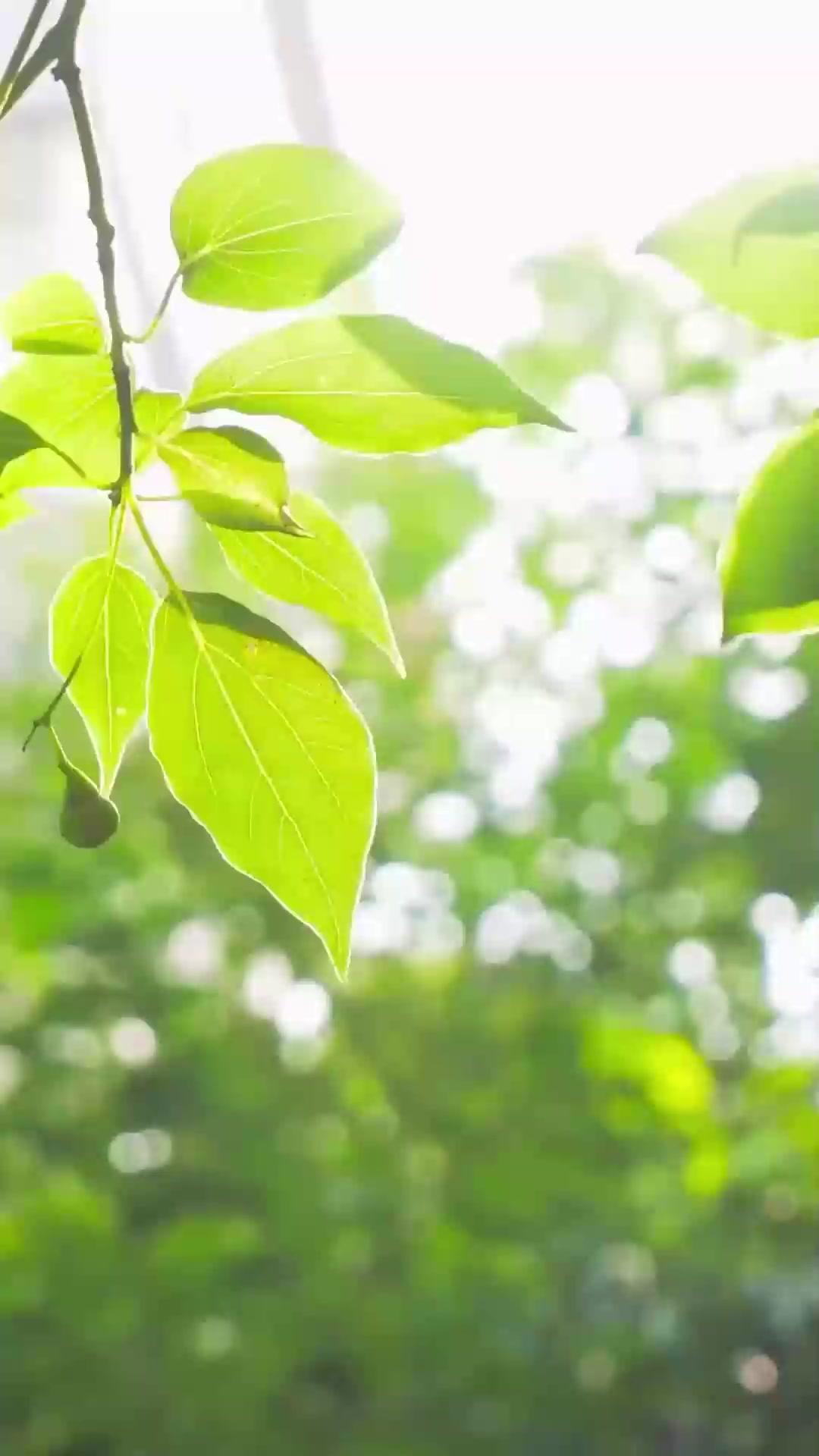 (더빙) 안녕, 옛사랑