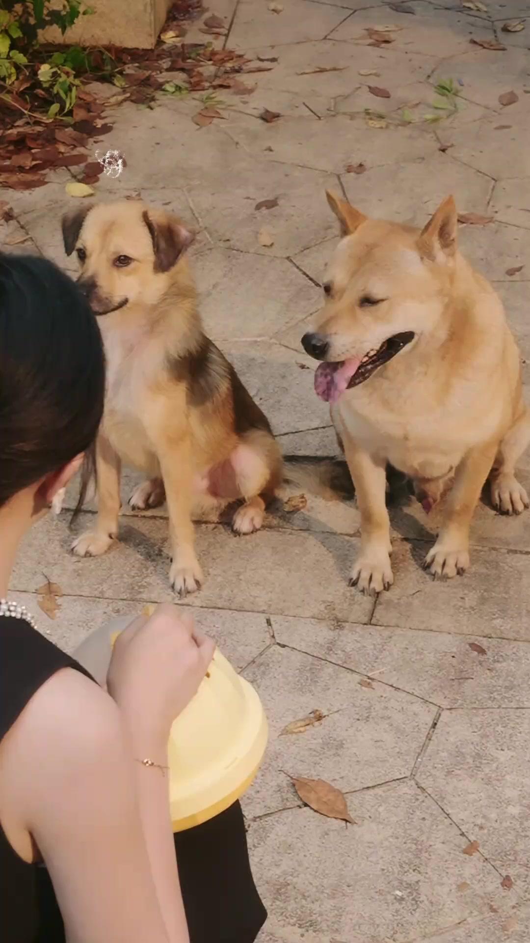 Rahasiaku dan Para Fauna