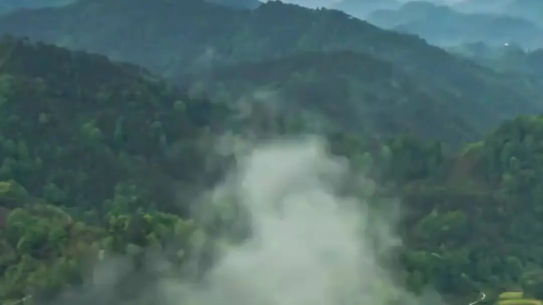 When CEO Meets Forest Medicine