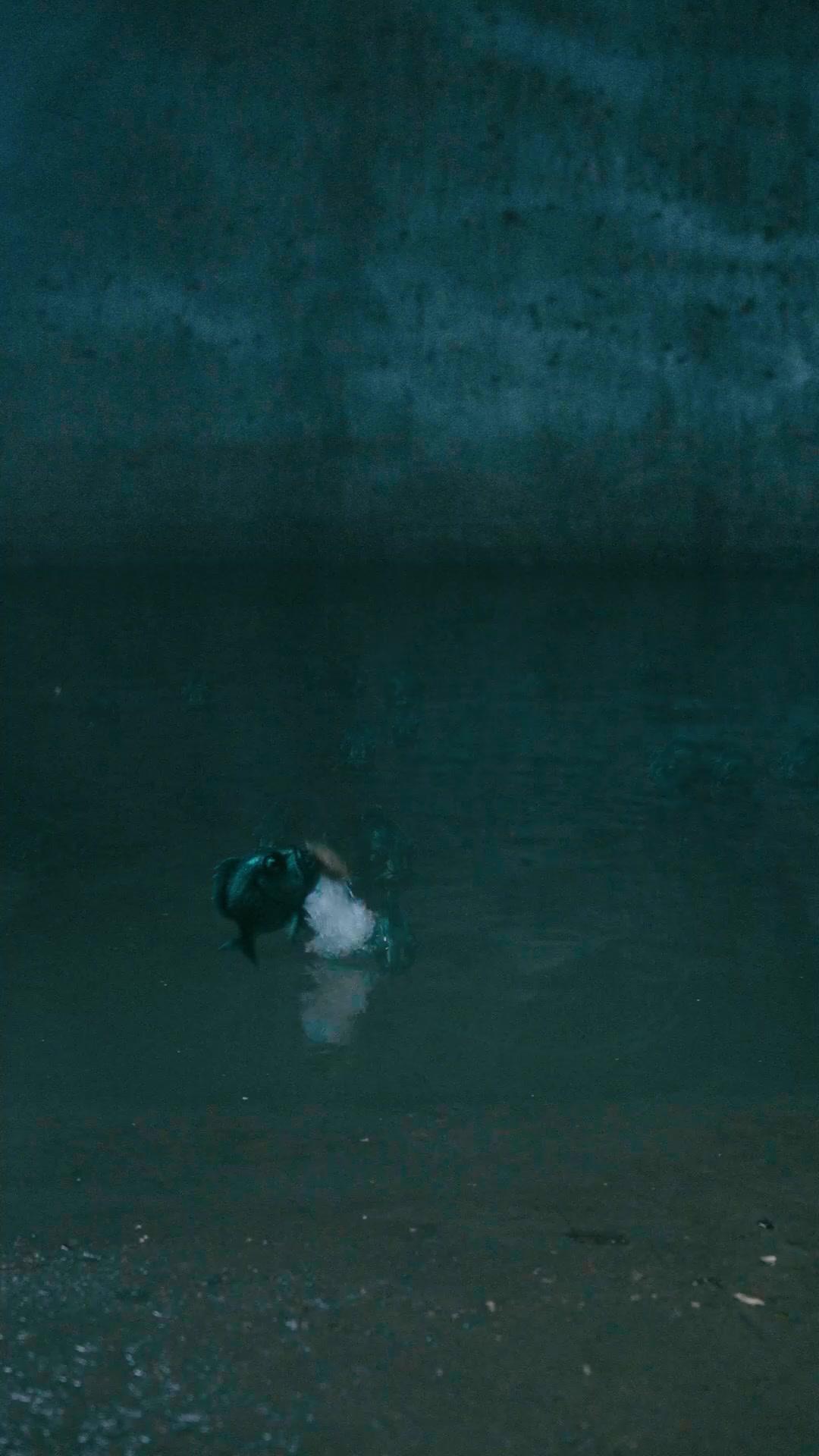 Rinato per Fermare il Pitone