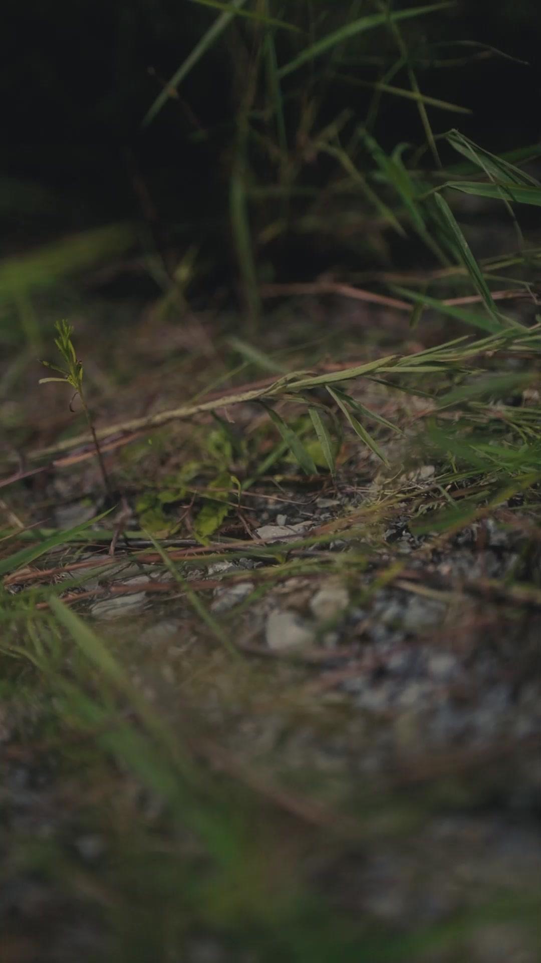 老祖宗重生曾孫女：專治不孝子