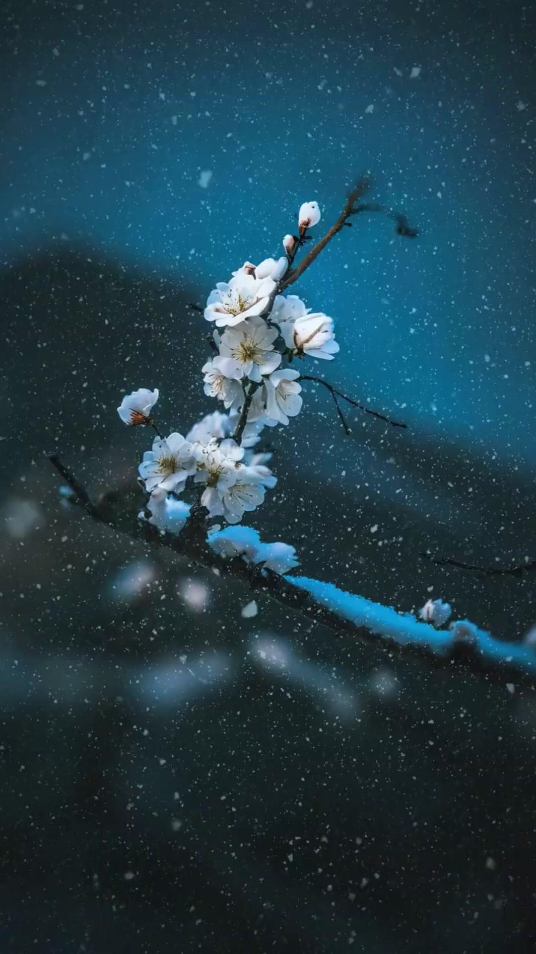 Taming My Lord Husband