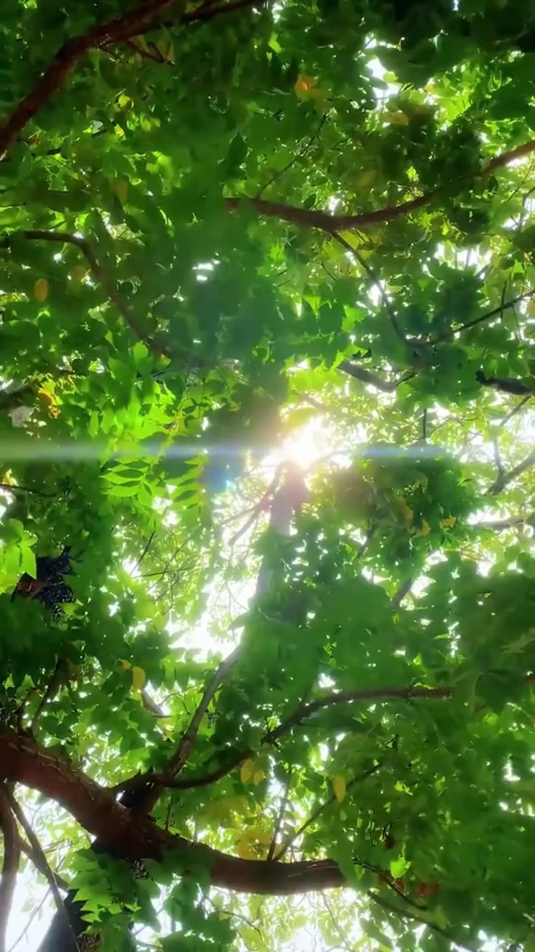  Ratu Perang Terlahir Kembali