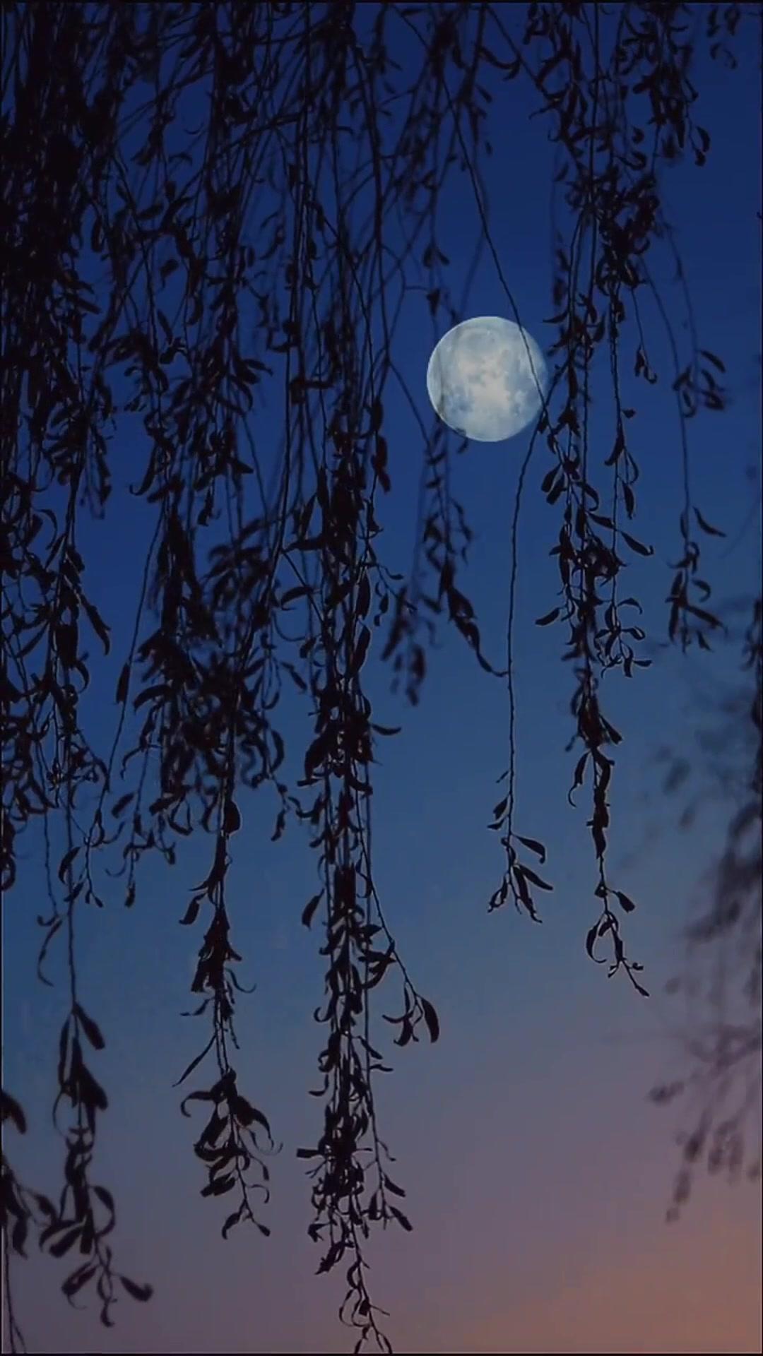 Chiến Thần Protein 