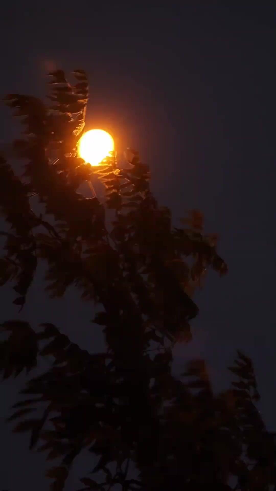 身代わり花嫁：義兄の甘い罠に堕ちるまで