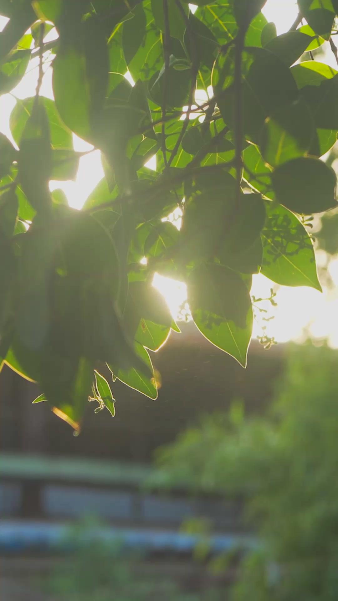 ดีลรักอันตราย