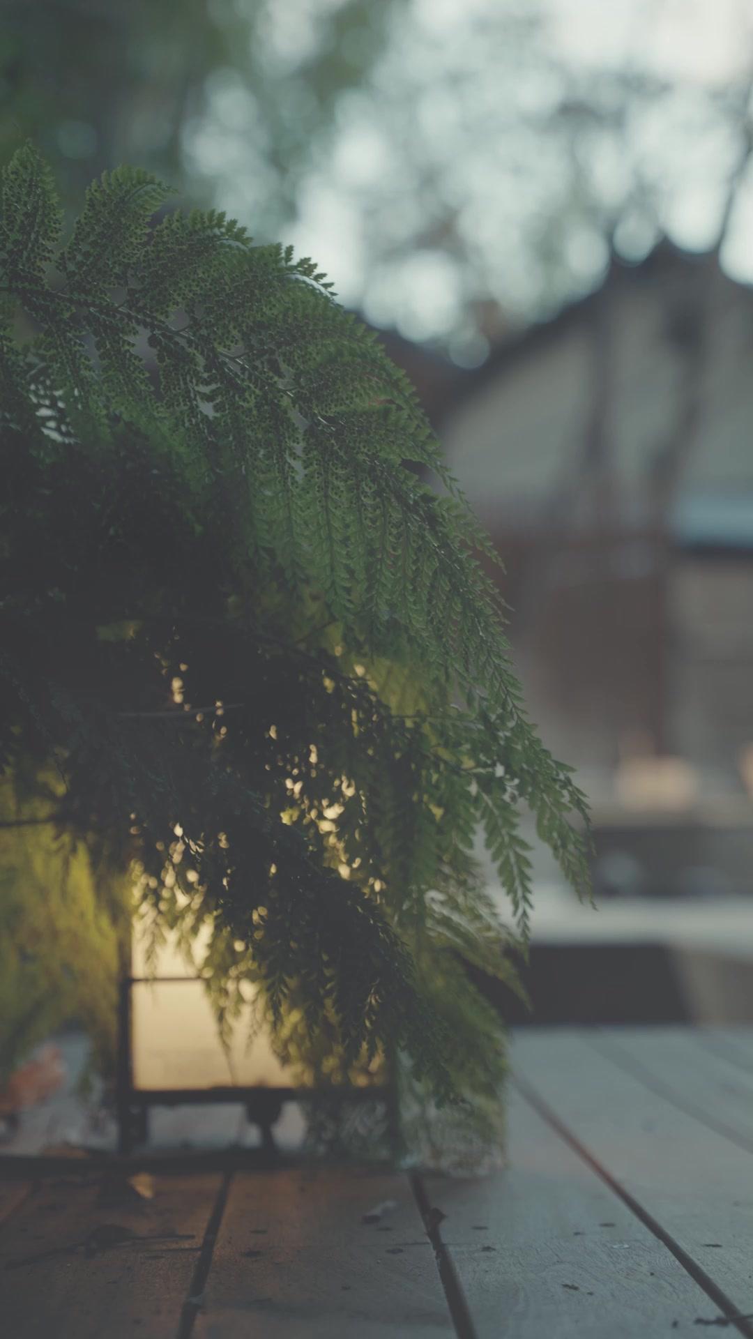 Sakura Beneath the Shrine
