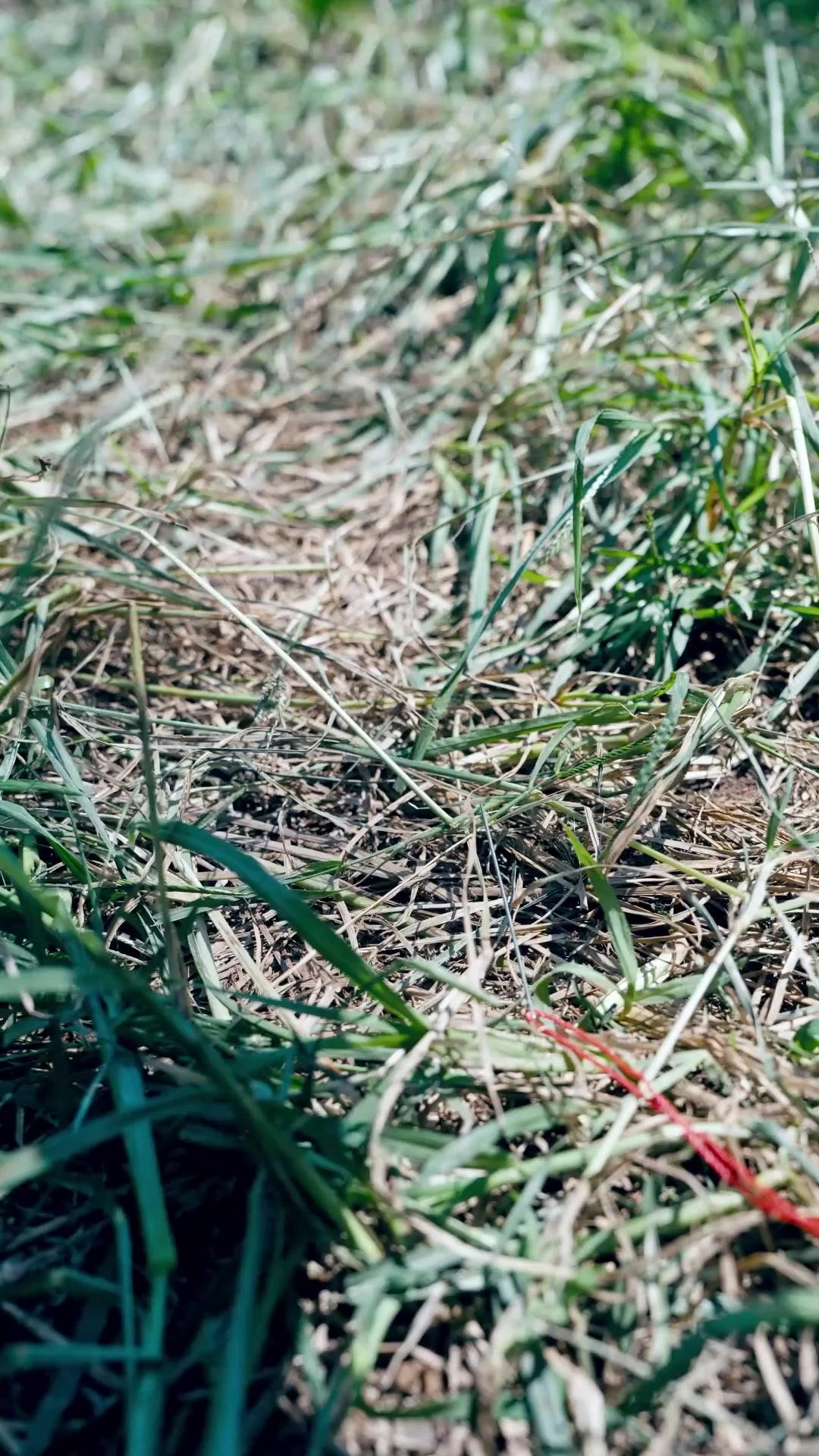 (Sulih suara) Dewa Pedang di Antara Kami