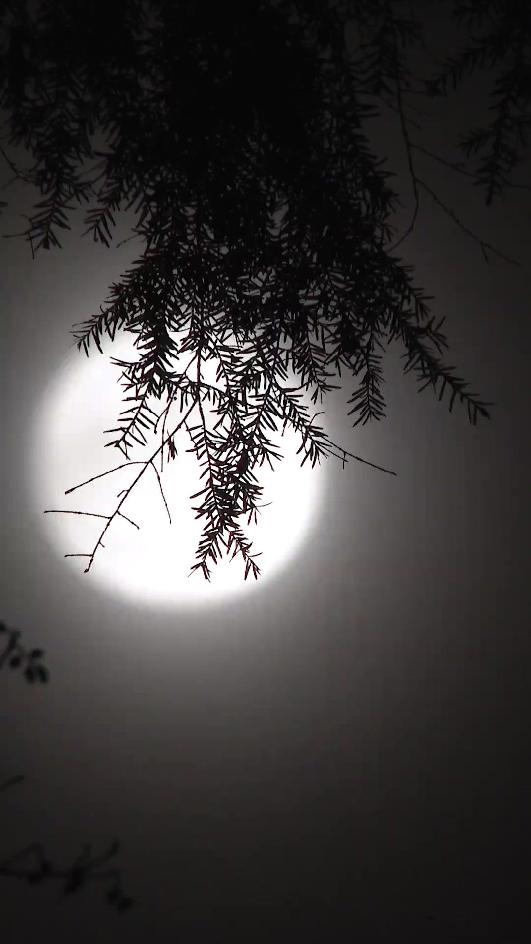 Papai, Por Que Me Deixou Morrer?