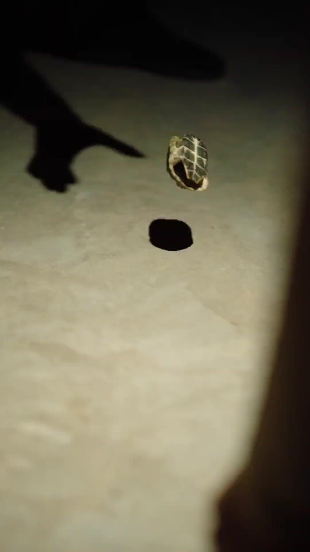 ใบ้ล่าล้างแค้น