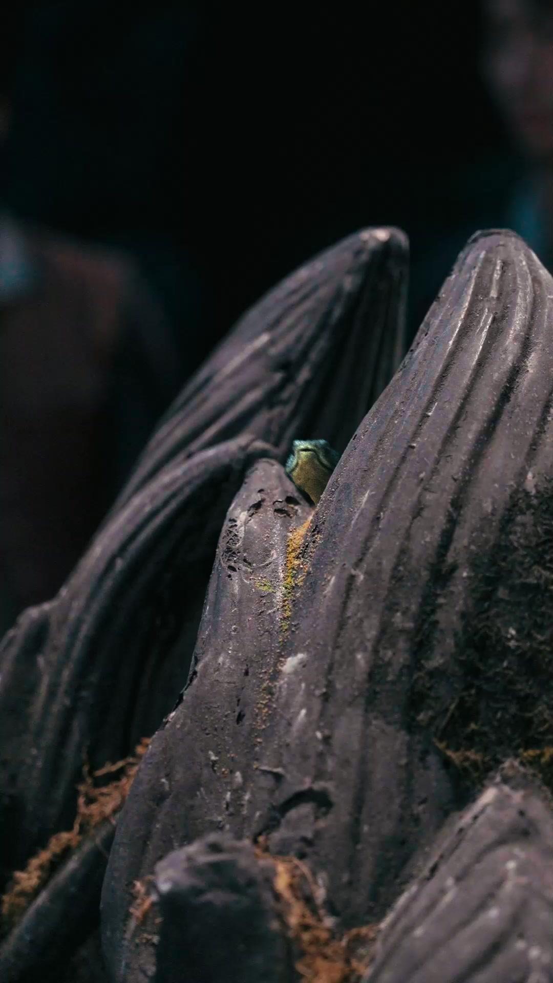 Rinato per Fermare il Pitone