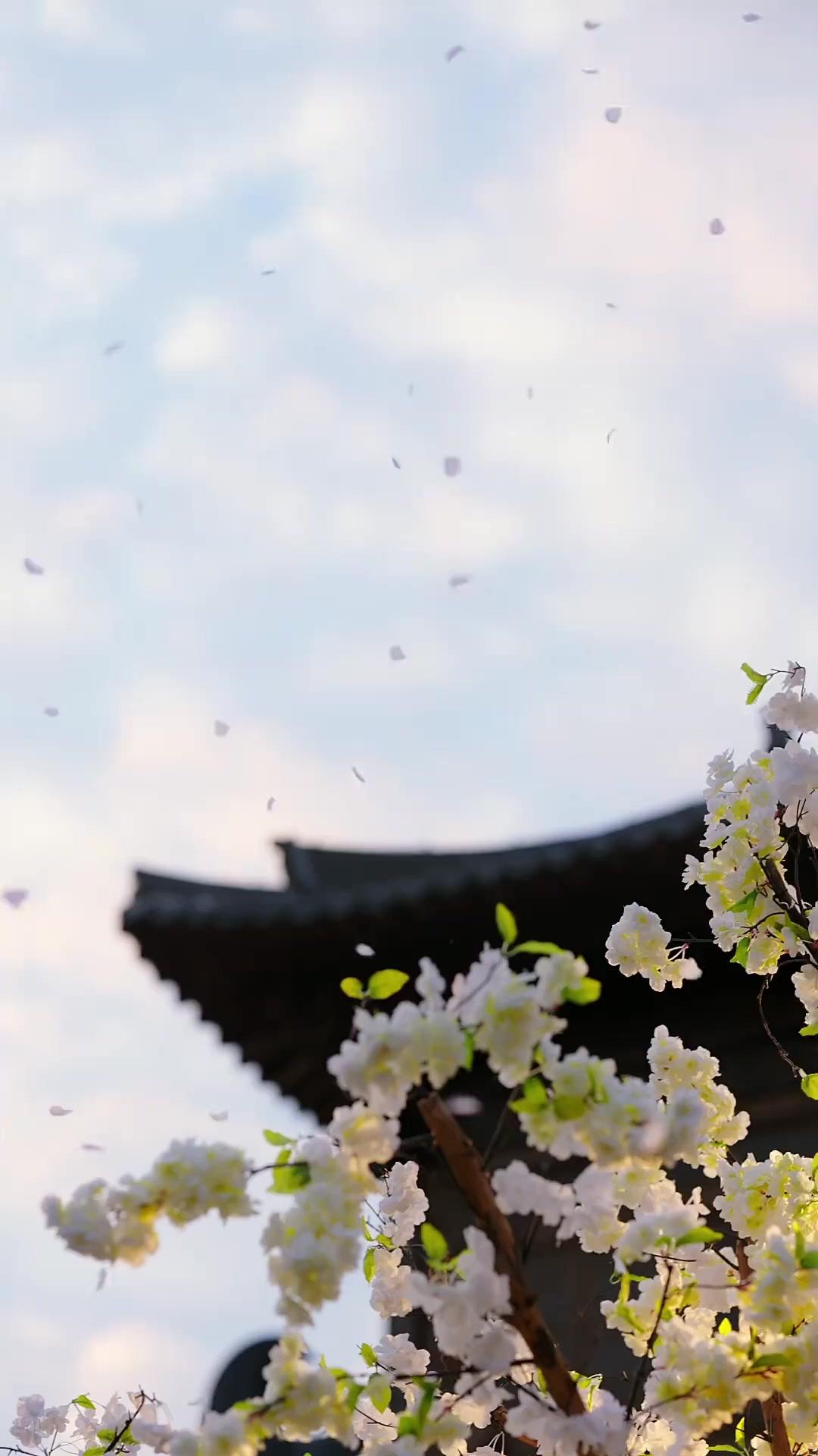 A Ascensão da Falsa Dama