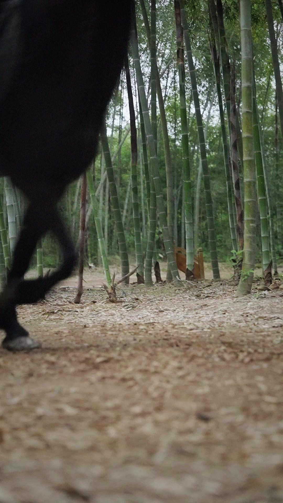 LA PRINCESSE DES CENDRES