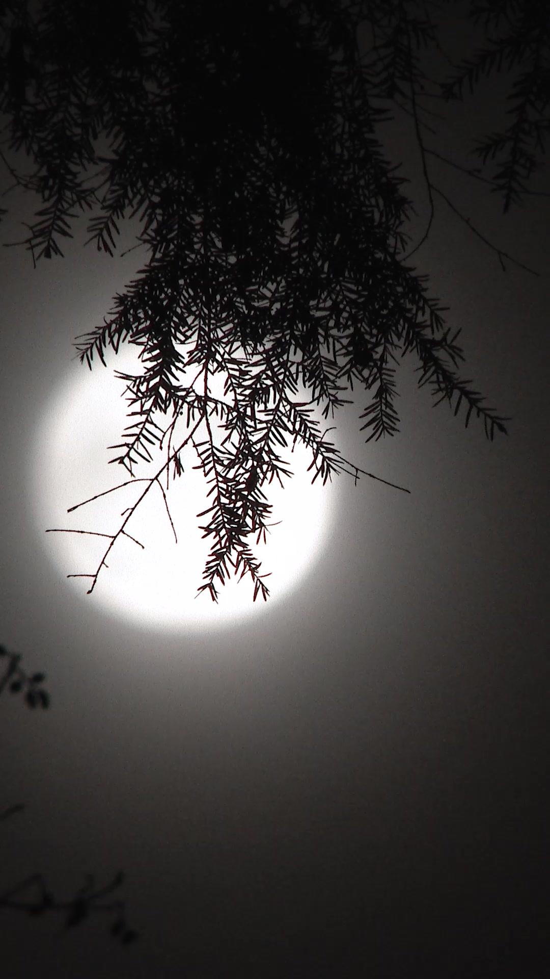 Mommy, Why Did Daddy Let Me Die