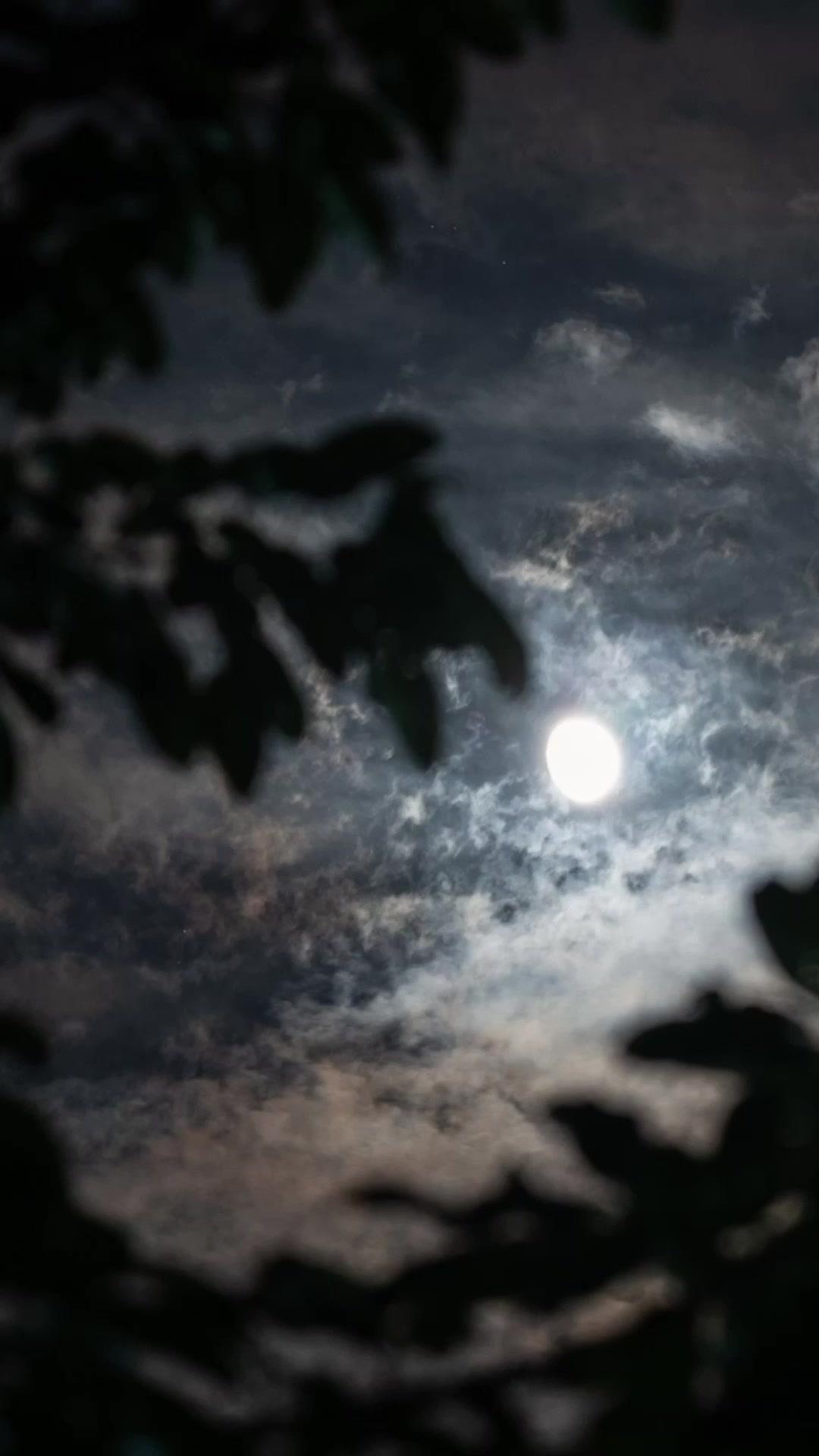 Bunga Mekar Musim Panas