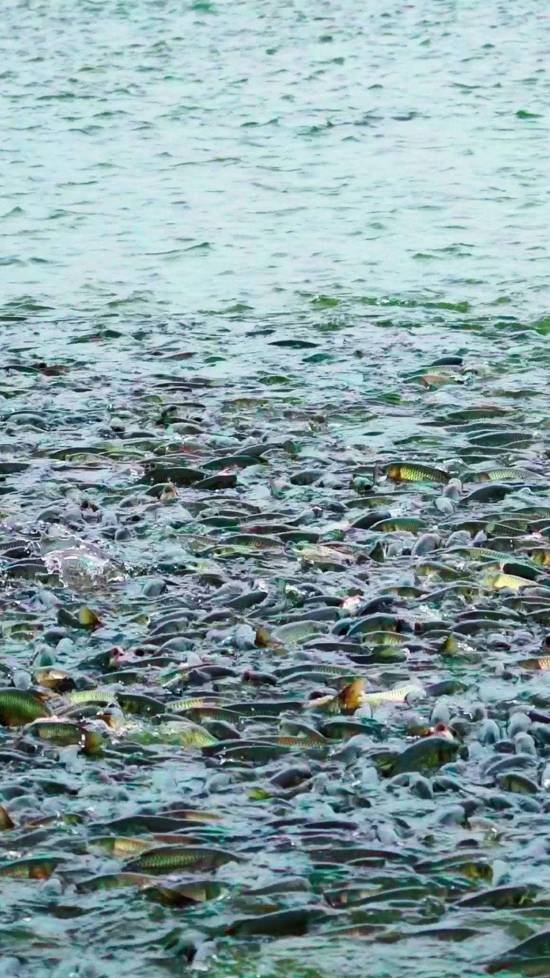 ¡No soy el Dios de la Pesca!