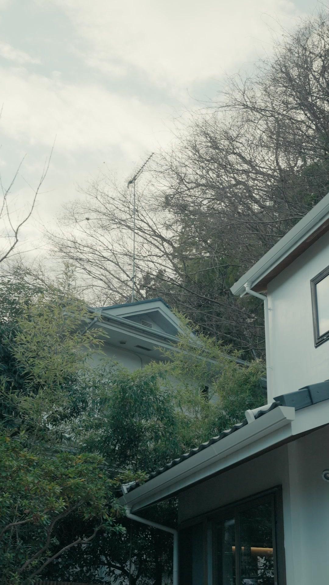 Sakura Beneath the Shrine