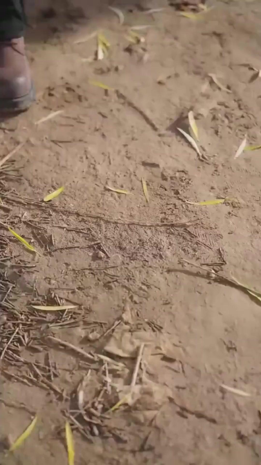 Beast Power: My Epic Comeback!