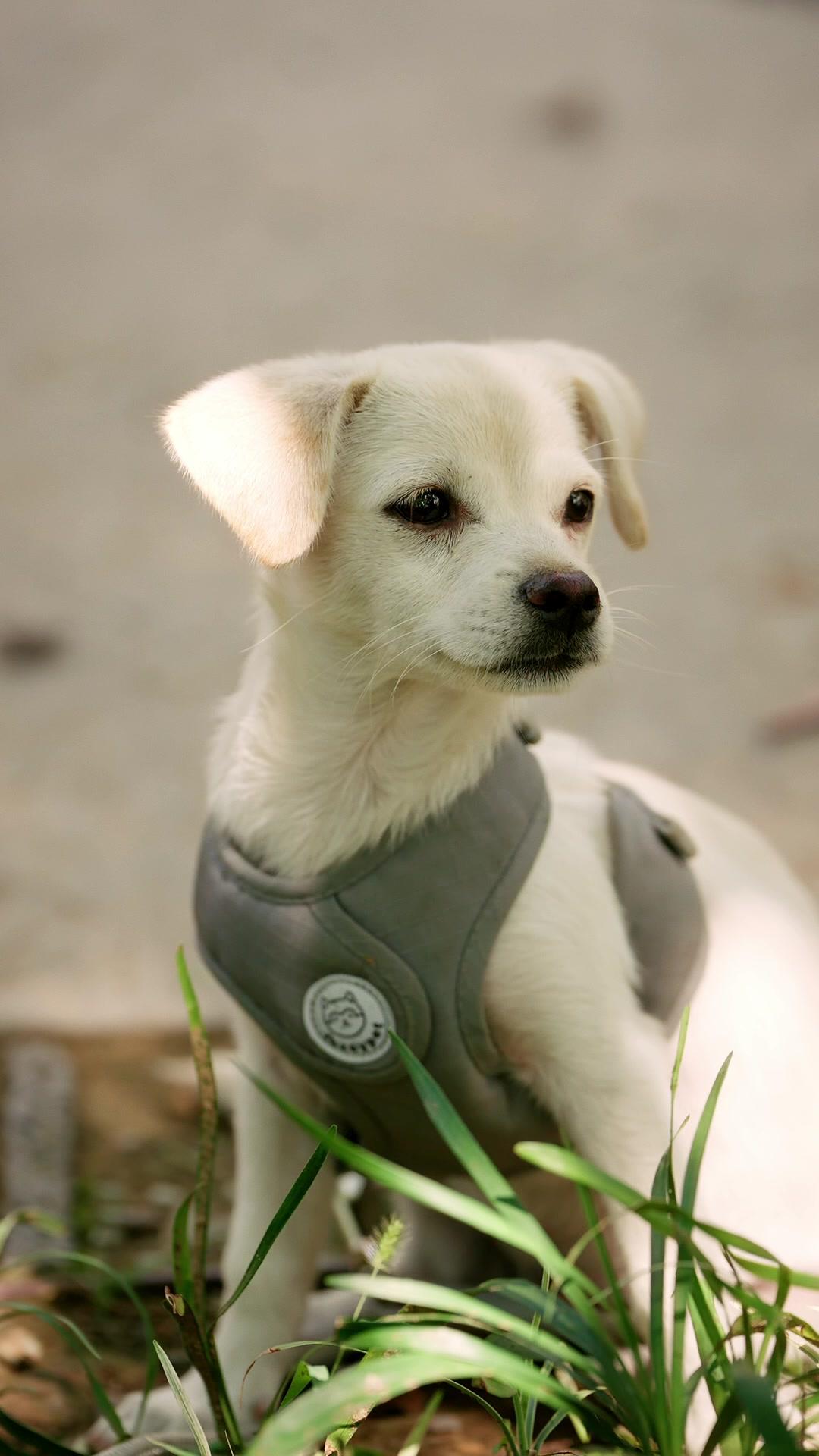 Dunia Hewan Membuka Rahasia