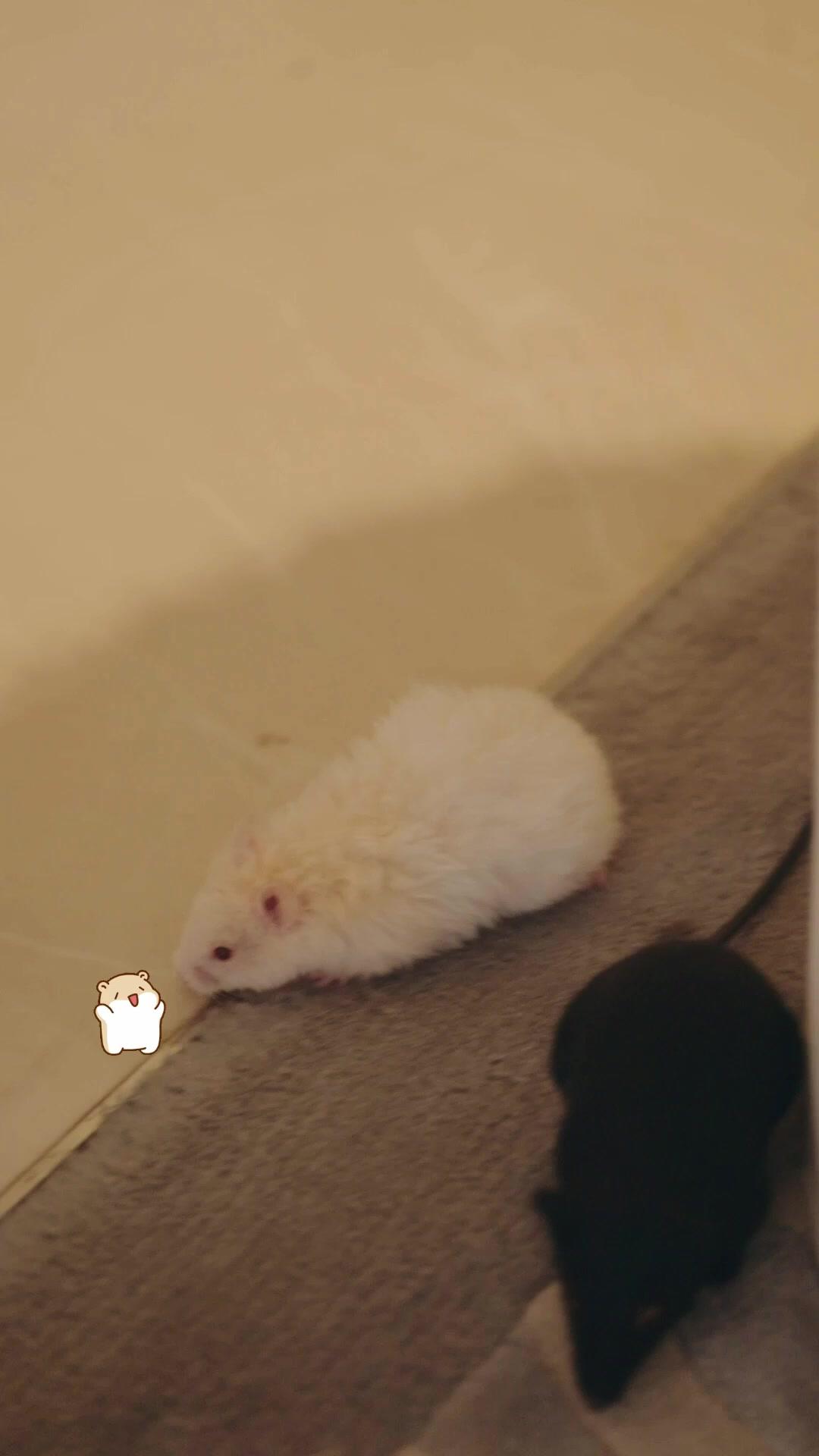 Rahasiaku dan Para Fauna