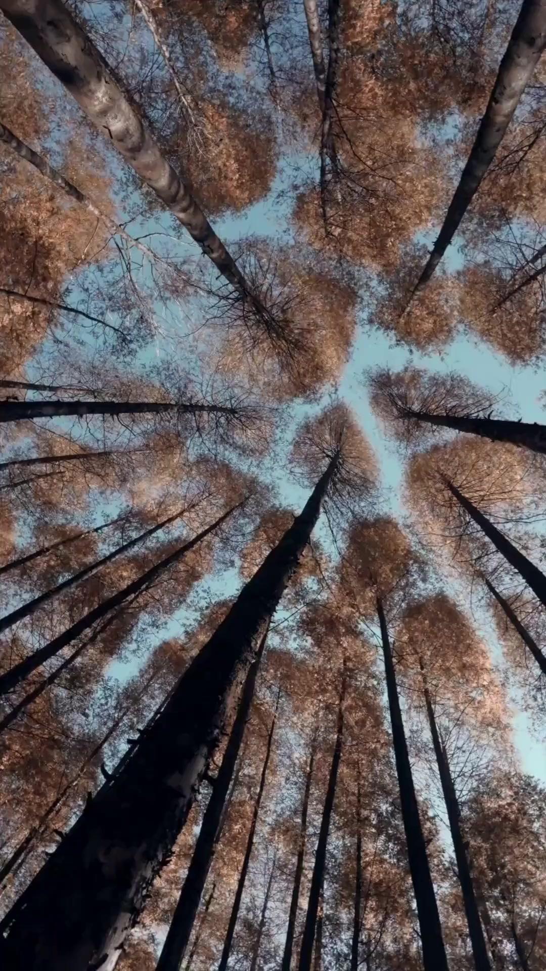 (Dubbed) Ayahanda Sang Pangeran, Ibu Jangan Tergamam