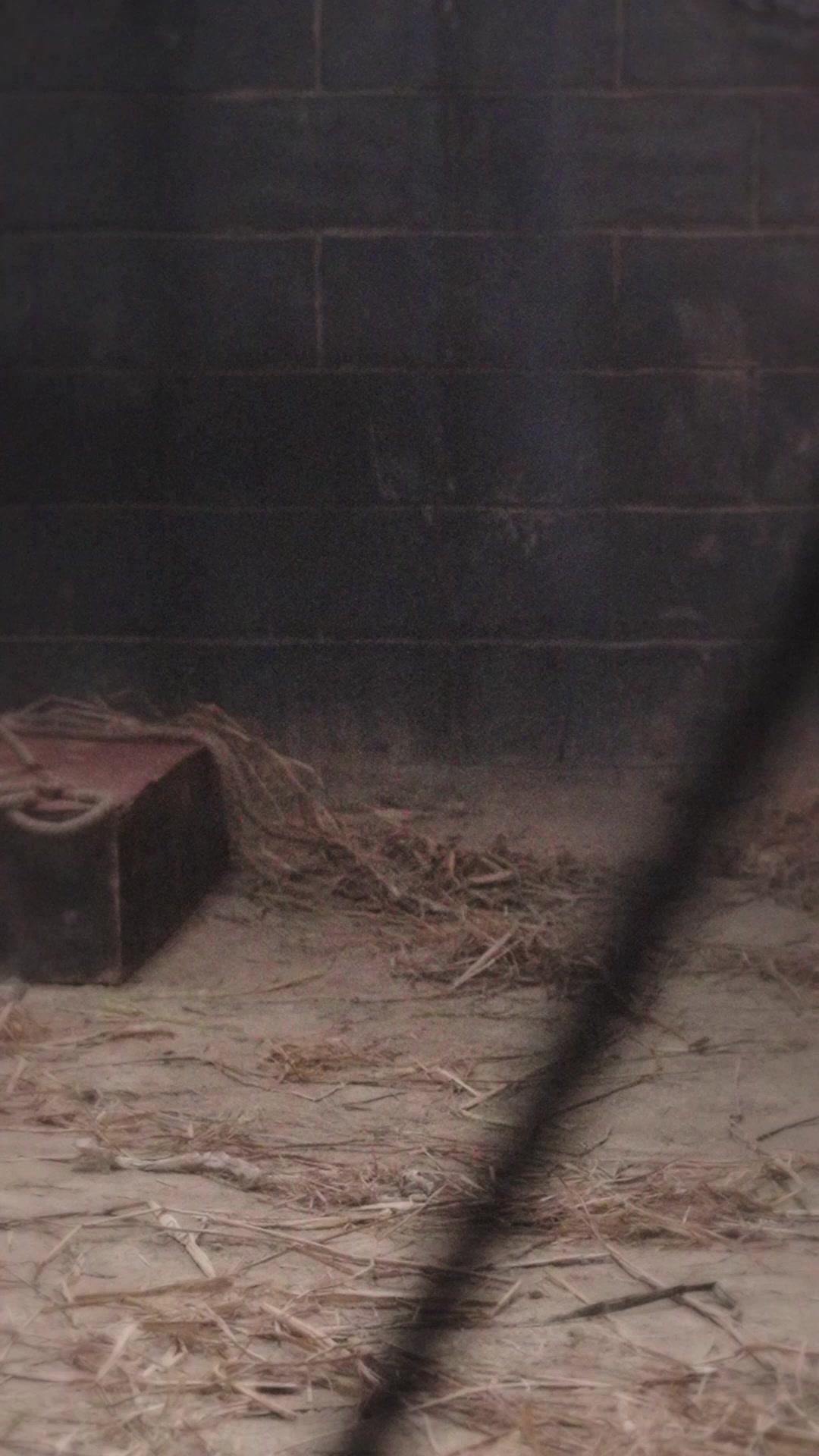 女帝的星盤囚徒