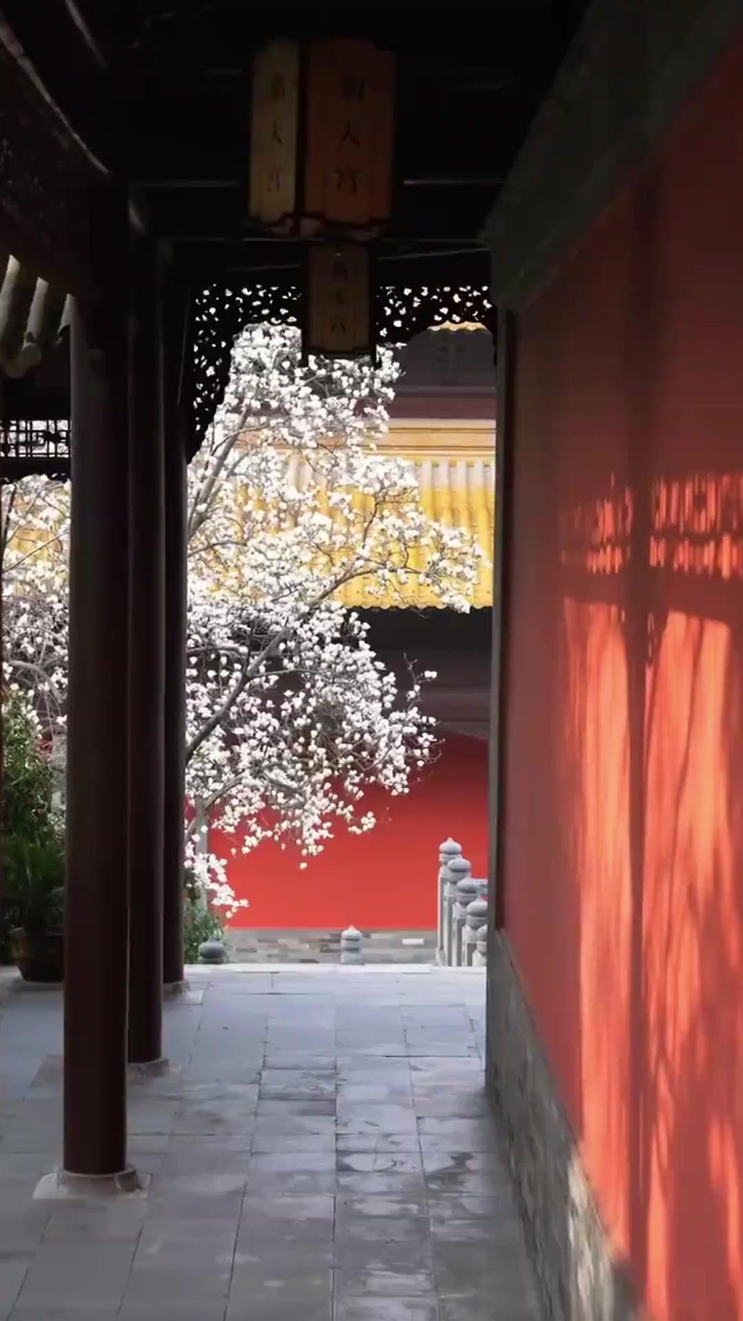 ¿Emperador? ¡Nosotras decidimos!