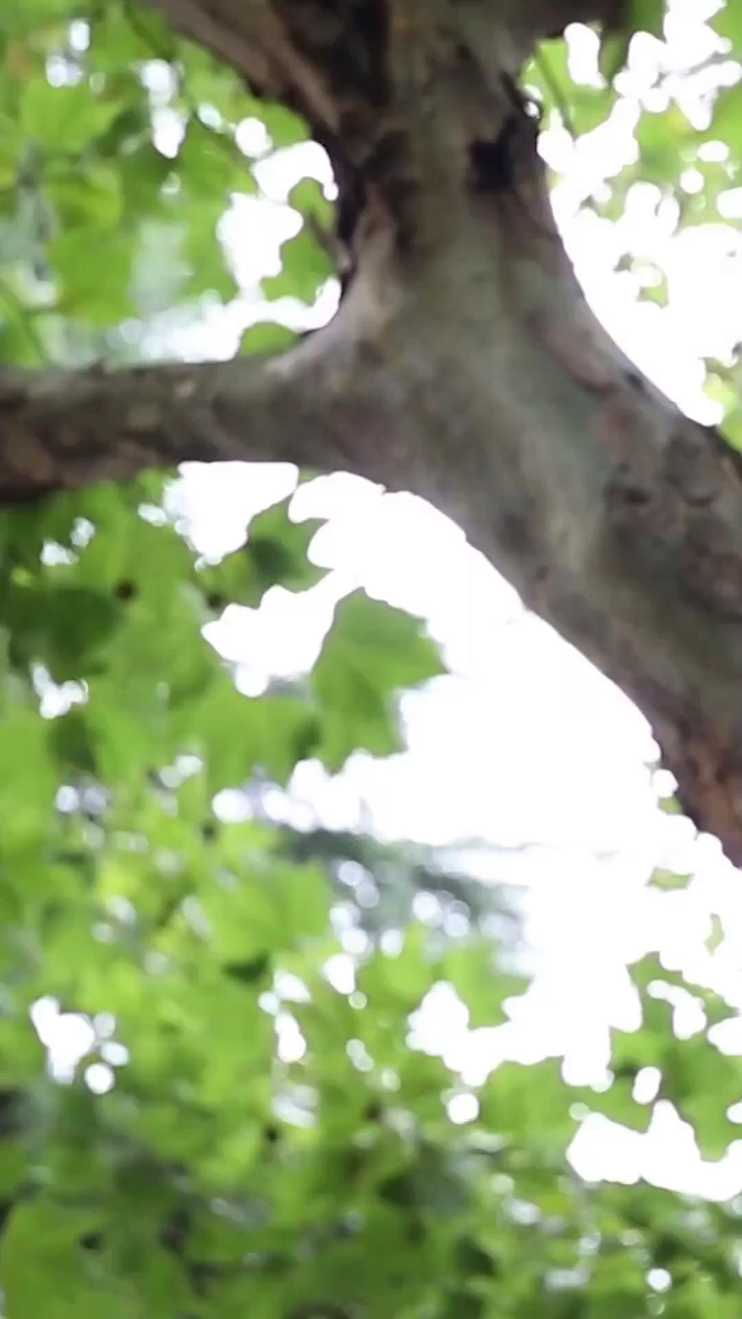 (พากย์เสียง)ใจเขาดื้อ เลือกแค่เธอ