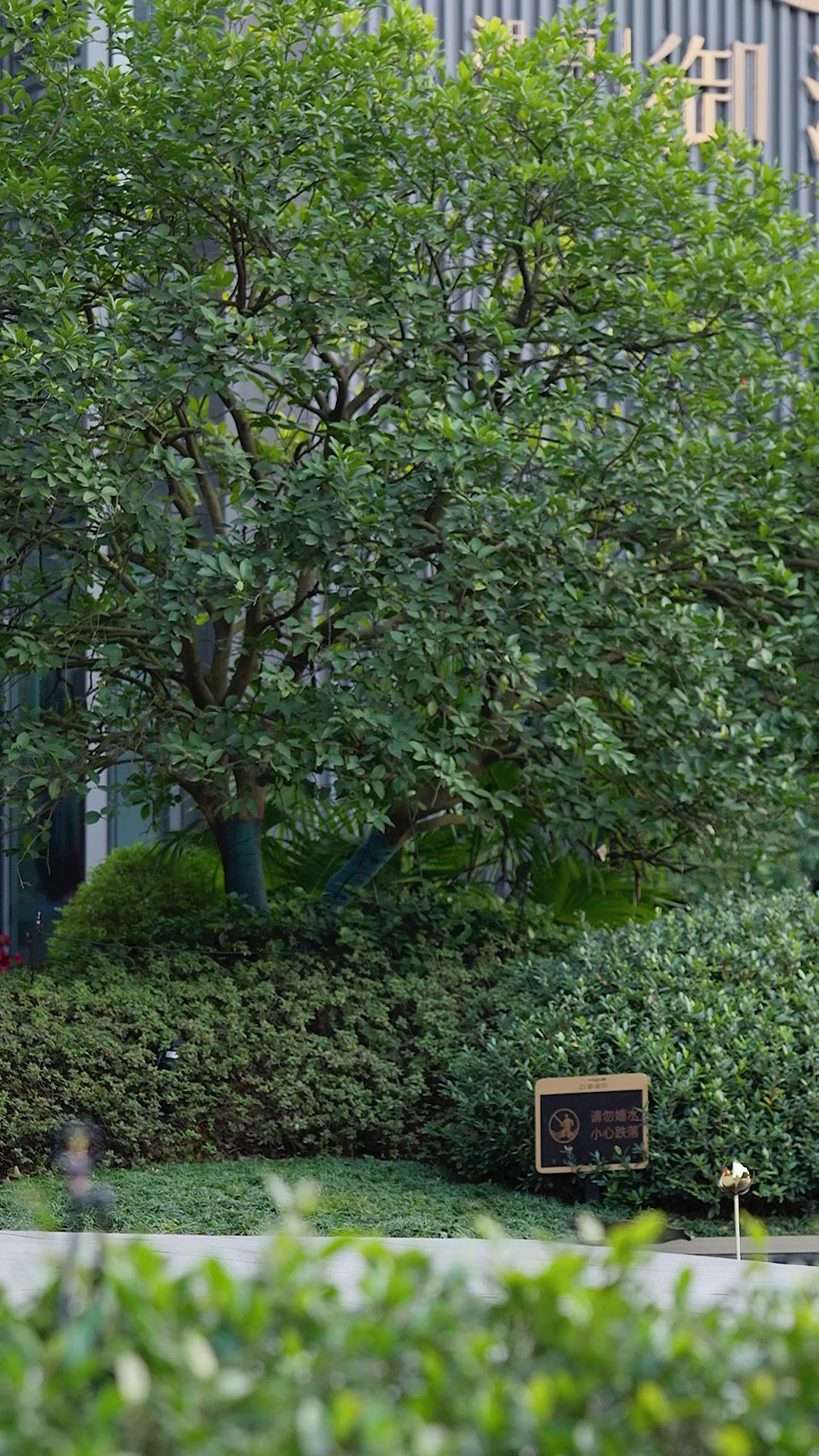 I’m a Son-in-Law, But I Rule