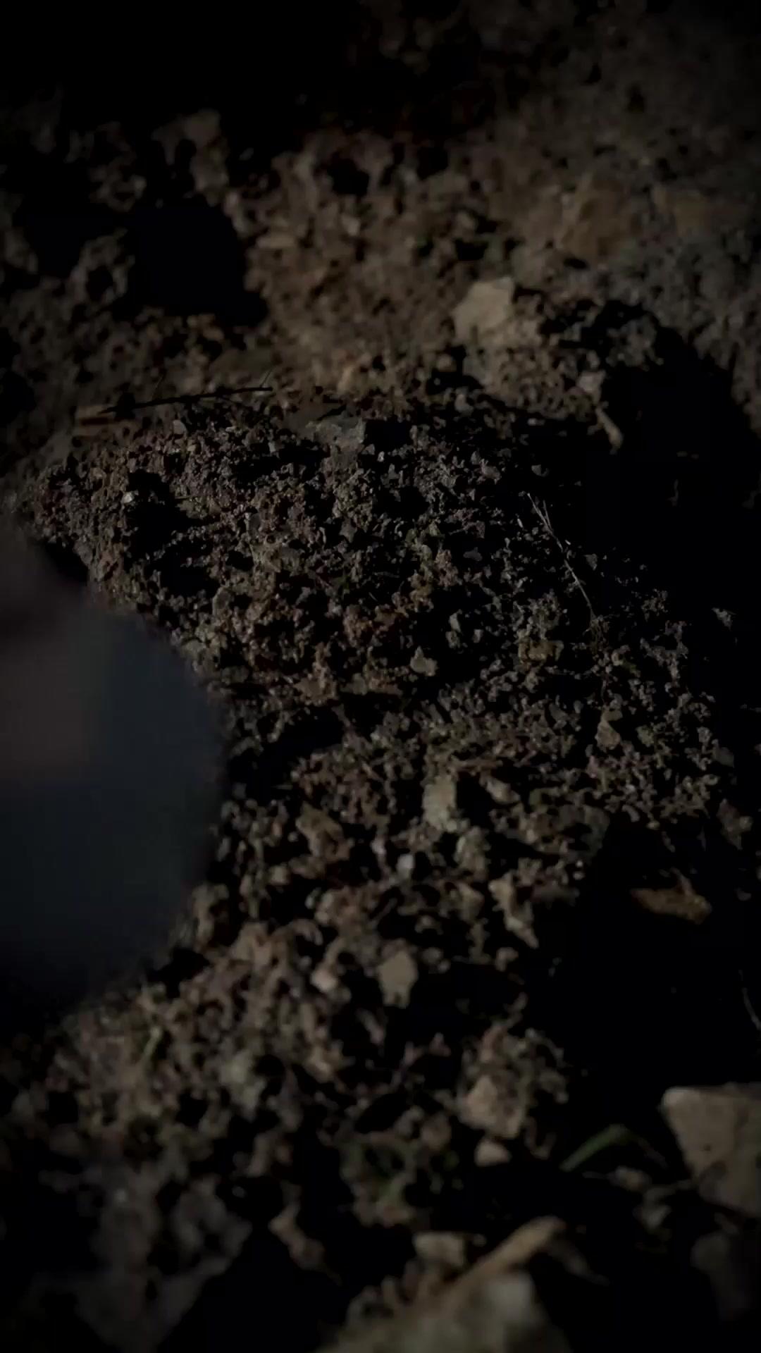 スパイ襲来～姉妹の絆