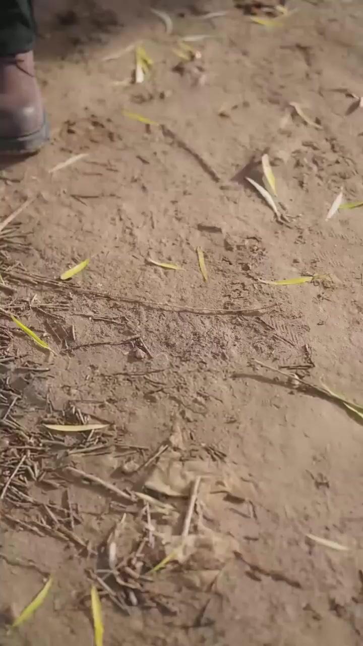 誤愛綠茶後我回鄉當霸主