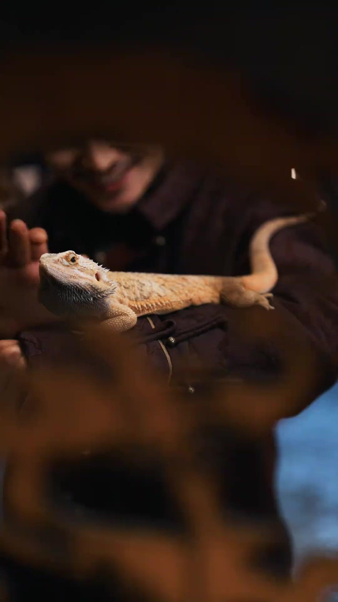 쿵푸 남매: 아빠, 한판 뜰래?