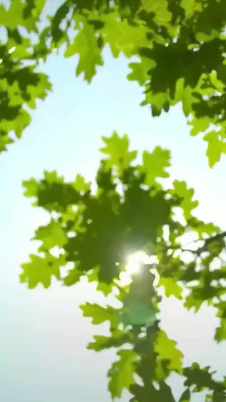 (Dubbed)Mafia Darling, Smooth Killer