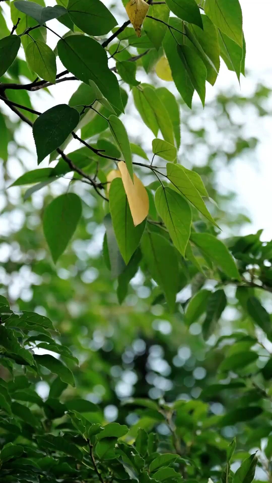 Kukira Cintaku Telah Tiada