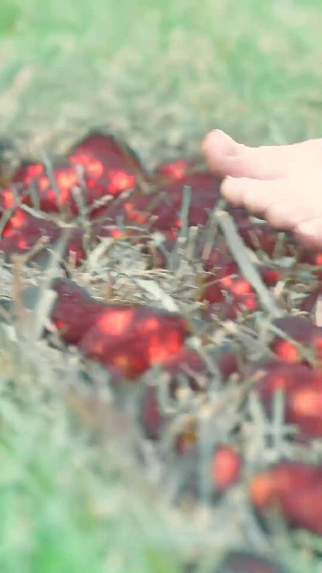 (Doppiaggio) Orfana del branco, Luna del re