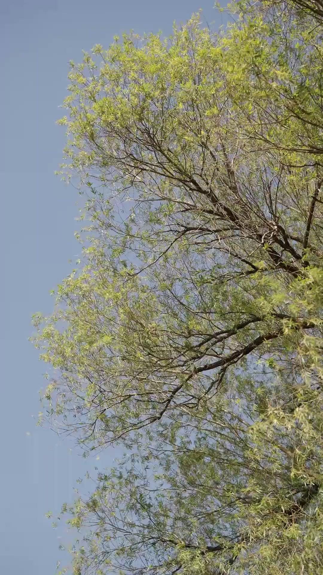 صاحب المليارات.. عاد إلى الحقل