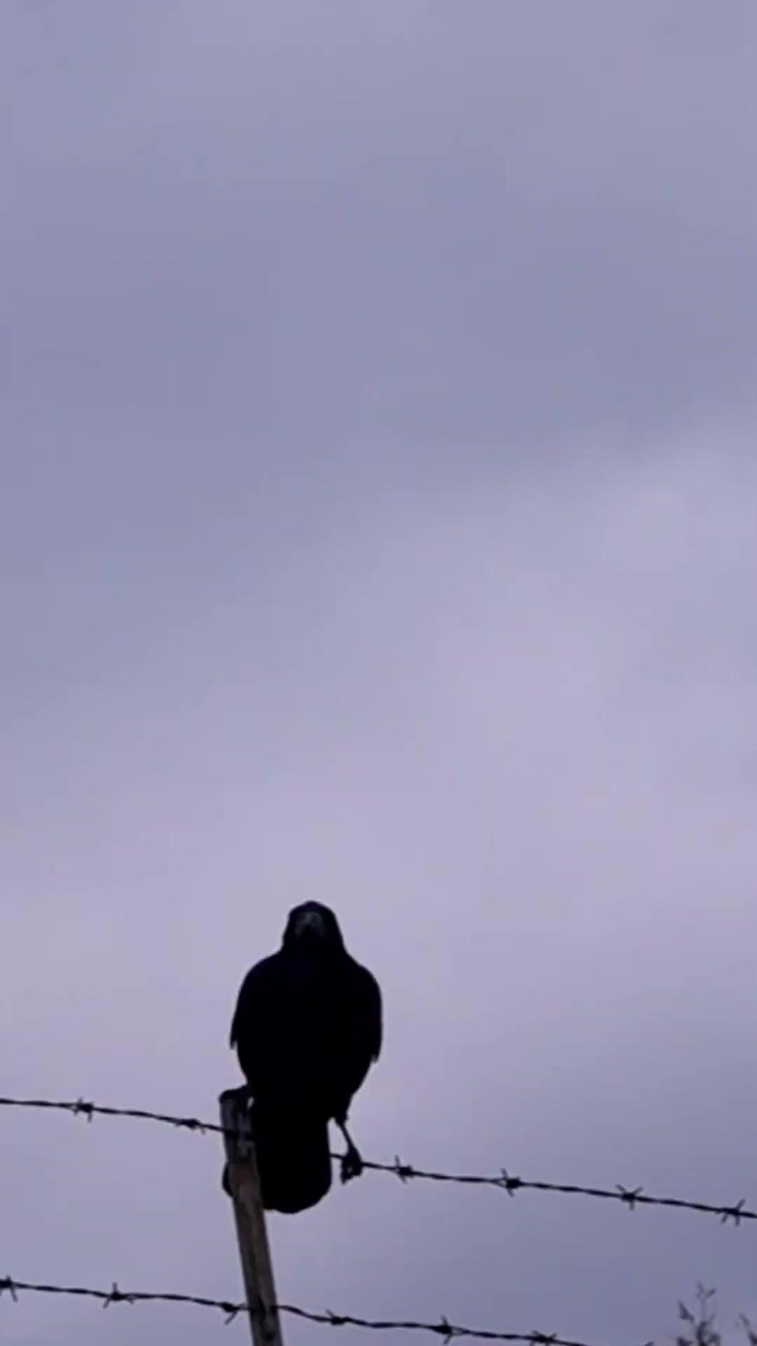 نار تحت الرماد