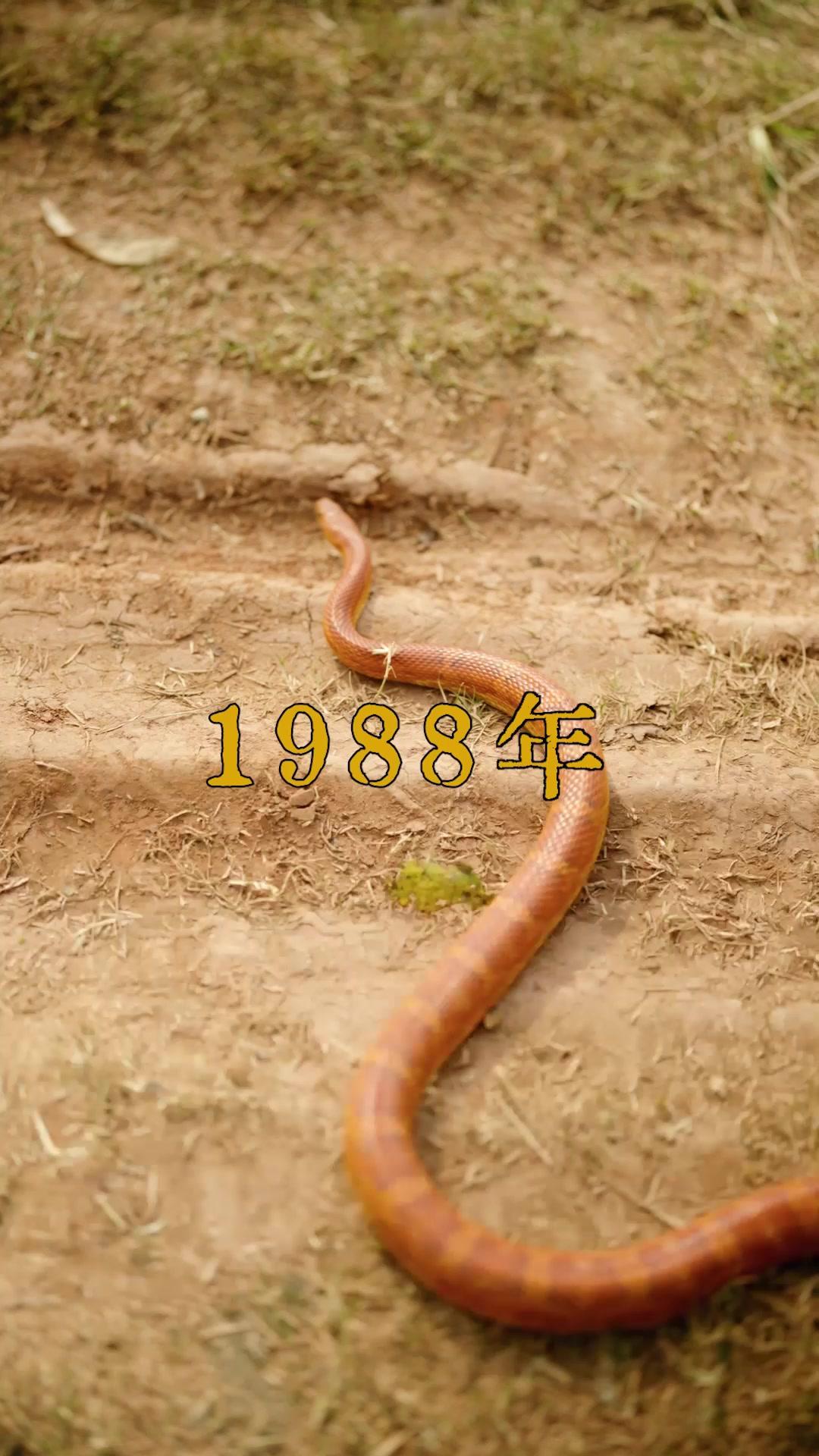 槐花落時見到你