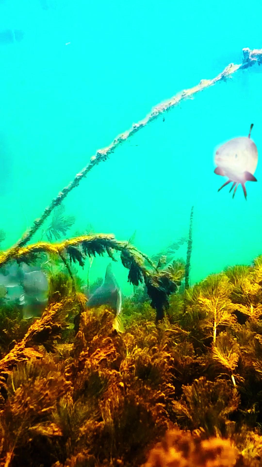 ¡No soy el Dios de la Pesca!